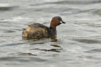 Red-breasted merganser (Mergellus albellus), adult swimming, Flachsee nature reserve, Canton