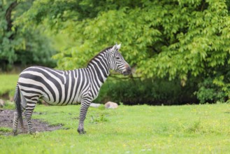 A Grant's zebra (Equus quagga boehmi) stands in a green meadow. Kenya
