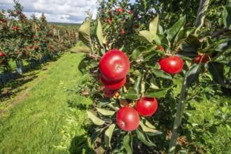 Red apples type Discovery in apple orchard in Rörum, Österlen fruit district, Simrishamn