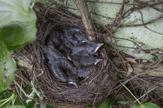 Five young blackbirds (Turdus merula) in the nest, Bavaria, Germany