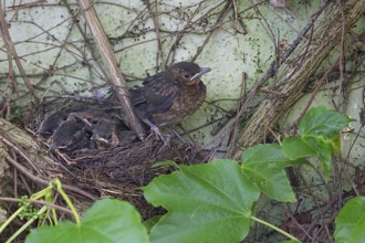 Five young, fledged blackbirds (Turdus merula) still in the nest, in the clutch, twelve days old,