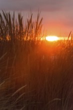 Intense red sunlight shimmers through tall grasses and creates a warm atmosphere, European Marram