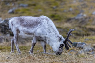 Svalbard skink (Rangifer tarandus platyrhynchus), Mammals (Mammalia), Longyearbyen, Spitsbergen,