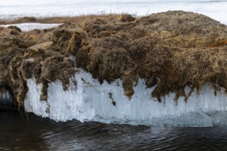 Permafrost, ice below the surface, Aventdalen, Longyearbyen, Spitsbergen, Svalbard