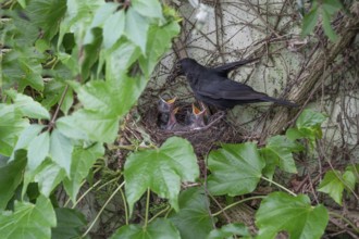Male blackbird (Turdus merula) feeding his five young, Bavaria, Germany