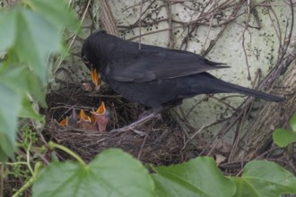 Male blackbird (Turdus merula) feeding its young, Bavaria, Germany