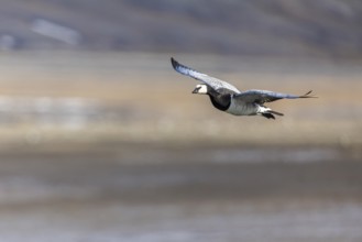 White-fronted Goose (Branta leucopsis), Geese (Anseriformes), in flight, Aventdalen, Longyearbyen,