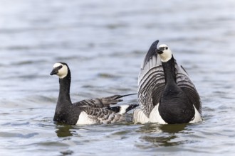 White-fronted Goose (Branta leucopsis), Geese (Anseriformes), Mating in the water, Aventdalen,