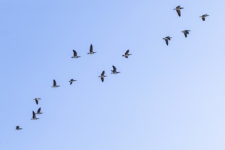 Geese gather by the sea, North Sea, Keitum, Sylt, Schleswig-Holstein