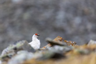 Ptarmigan (Lagopus), Cock, Chicken birds (Galliformes), Longyearbyen, Spitsbergen, Svalbard
