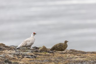 Ptarmigan (Lagopus), Pair, Chicken birds (Galliformes), Longyearbyen, Spitsbergen, Svalbard