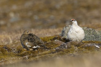 Ptarmigan (Lagopus), Pair, Chicken birds (Galliformes), Aventdalen, Longyearbyen, Spitsbergen,