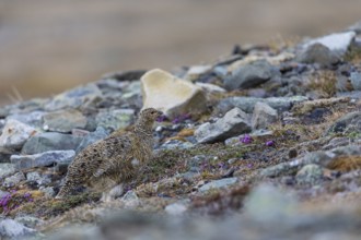 Ptarmigan (Lagopus), hen, hen birds (Galliformes), Longyearbyen, Svalbard, Spitsbergen