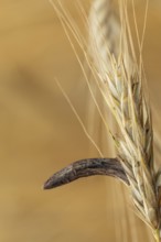Ergot mushroom Claviceps purpurea on a ripe ear of grain