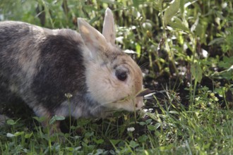 Domestic rabbit (Oryctolagus cuniculus forma domestica), tame, eat, plant, hunger, portrait,