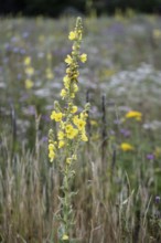 Flower meadow with large-flowered mullein (Verbascum densiflorum), Lower Saxony, Germany