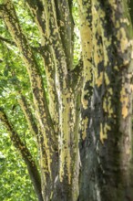 Plane trees, Platanus × acerifolia, often shed their bark in summer, the bark cannot grow with the