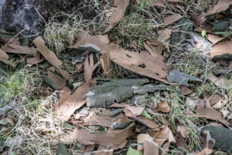 Plane trees, Platanus × acerifolia, often shed their bark in summer, the bark cannot grow with the