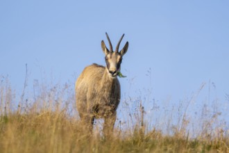 Chamois (Rupicapra rupicapra) on a meadow in the Vosges Mountains, wildlife, France