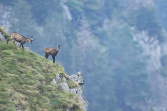 Chamois (Rupicapra rupicapra) on a mountain cliff in the Vosges Mountains, wildlife, France