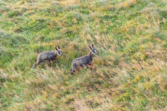 Chamois (Rupicapra rupicapra) youngster on a meadow in the Vosges Mountains, wildlife, France