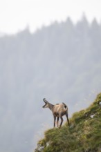 Chamois (Rupicapra rupicapra) on a mountain cliff in the Vosges Mountains, wildlife, France
