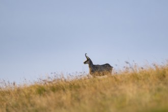 Chamois (Rupicapra rupicapra) on a meadow in the Vosges Mountains, wildlife, France