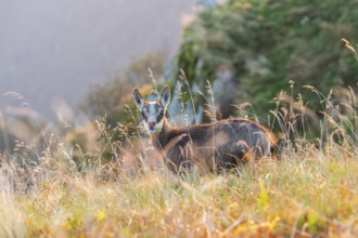 Chamois (Rupicapra rupicapra) youngster on a meadow in the Vosges Mountains, wildlife, France