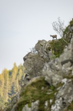 Chamois (Rupicapra rupicapra) on a mountain cliff in the Vosges Mountains, wildlife, France