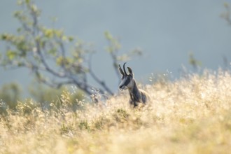 Chamois (Rupicapra rupicapra) on a meadow in the Vosges Mountains, wildlife, France