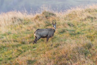 Chamois (Rupicapra rupicapra) on a meadow in the Vosges Mountains, wildlife, France