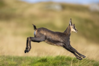 Chamois (Rupicapra rupicapra) youngster on a meadow in the Vosges Mountains, wildlife, France