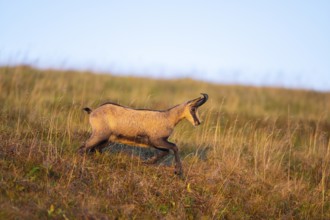 Chamois (Rupicapra rupicapra) on a meadow in the Vosges Mountains, wildlife, France
