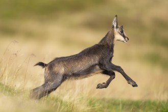 Chamois (Rupicapra rupicapra) youngster on a meadow in the Vosges Mountains, wildlife, France