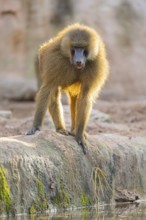 Guinea baboon (Papio papio) walking on the ground, Bavaria, Germany Europe