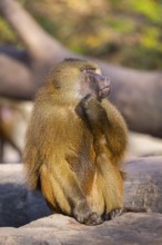 Guinea baboon (Papio papio) sitting on the ground, Bavaria, Germany Europe