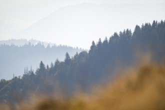 Tree silhouettes against the light in the Vosges Mountains, wildlife, France