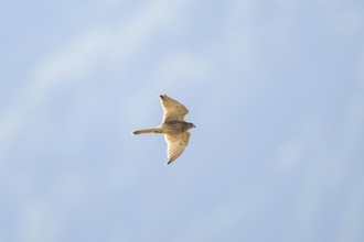 Common kestrel (Falco tinnunculus) flying in the Vosges Mountains, wildlife, France
