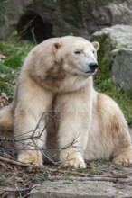 Polar bear (Ursus maritimus), close-up, captive, Germany