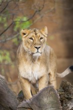 Asiatic lion (Panthera leo persica), female standing on a tree trunk, captive, habitat in India
