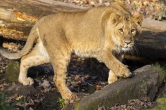 Asiatic lion (Panthera leo persica) in a forest on a sunny day, captive, habitat in India