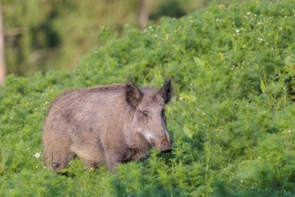 A wild boar (Sus scrofa) runs across a field of wild chamomile (Matricaria chamomilla). Bavaria,