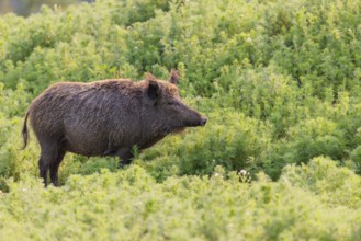 A wild boar (Sus scrofa) stands in a field of wild chamomile (Matricaria chamomilla). Bavaria,