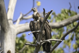 Snow Vulture or Himalayan Vulture (Gyps himalayensis), Corbett National Park, near Ramnagar,