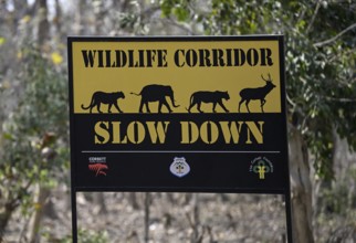 Shield Wildlife Corridor, Corbett National Park, near Ramnagar, Uttarakhand State, India