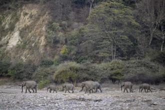 Indian elephants (Elephas maximus indicus), Corbett National Park, near Ramnagar, Uttarakhand