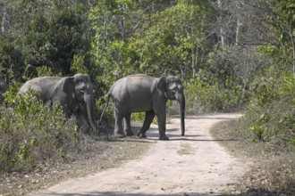 Indian elephants (Elephas maximus indicus), Corbett National Park, near Ramnagar, Uttarakhand
