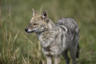 Indian jackal (Canis aureus indicus), Corbett National Park, near Ramnagar, Uttarakhand State,