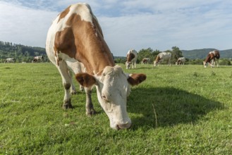 Brown and white cows are grazing calmly on a lush green pasture under a clear blue sky. The