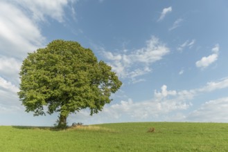 A lone green grows on a lush green hillside looking up at a bright blue sky with white, fluffy